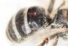 Lasioglossum leucozonium